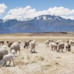 解密恩佐娱乐平台的多元娱乐模块与优势 03jk20eyi