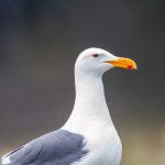 CCTV13新闻频道高清直播实时在线观看 gpcbyof